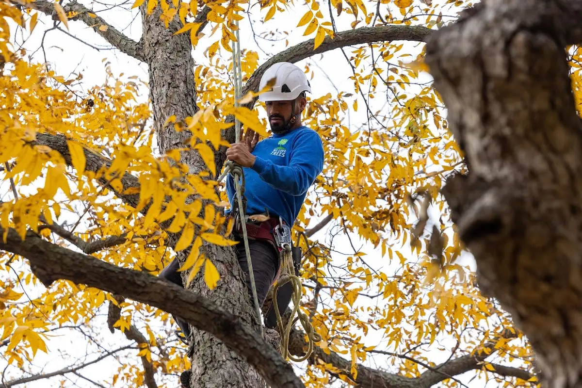 Skilled Tree Transplanting crew working in Williamsburg